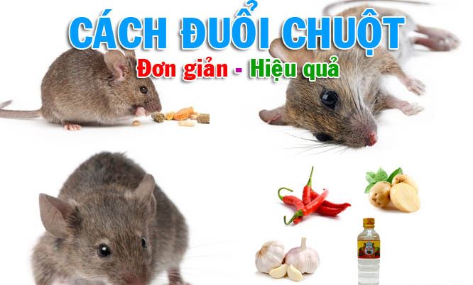 cách đuổi chuột trong nhà hiệu quả nhất