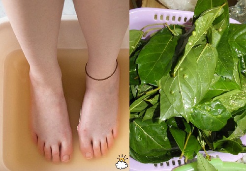 trị hôi chân bằng lá sung
