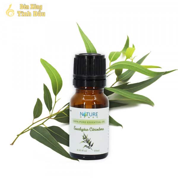 tinh-dau-bach-dan-chanh